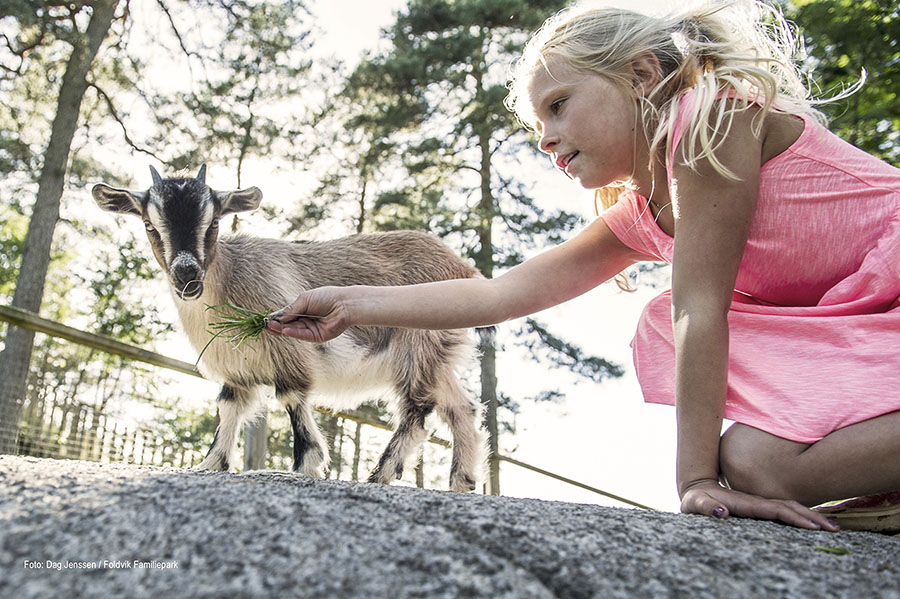 jente mater en geitekilling på Foldvik Familiepark
