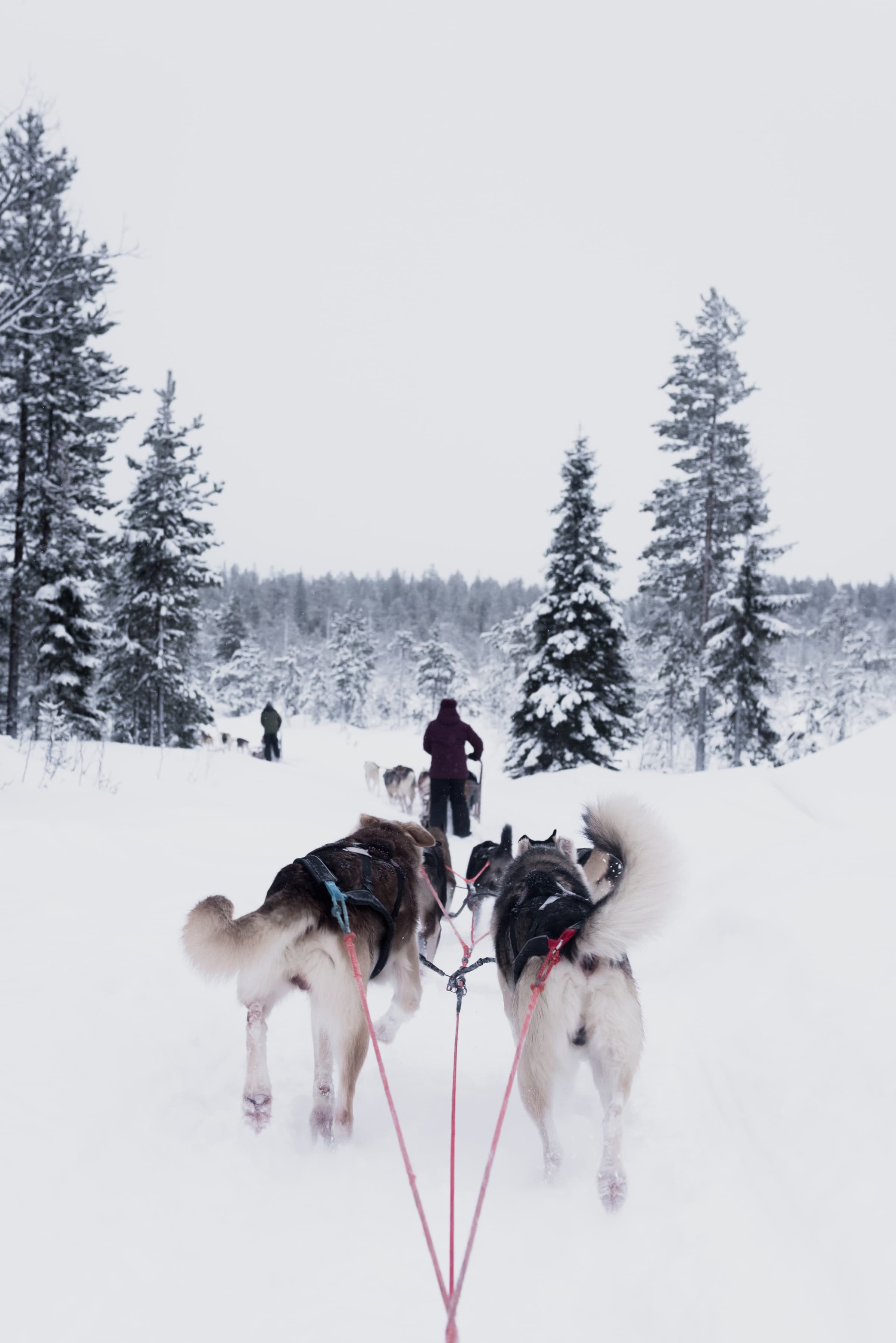 Self-Drive Husky Hundekjøring