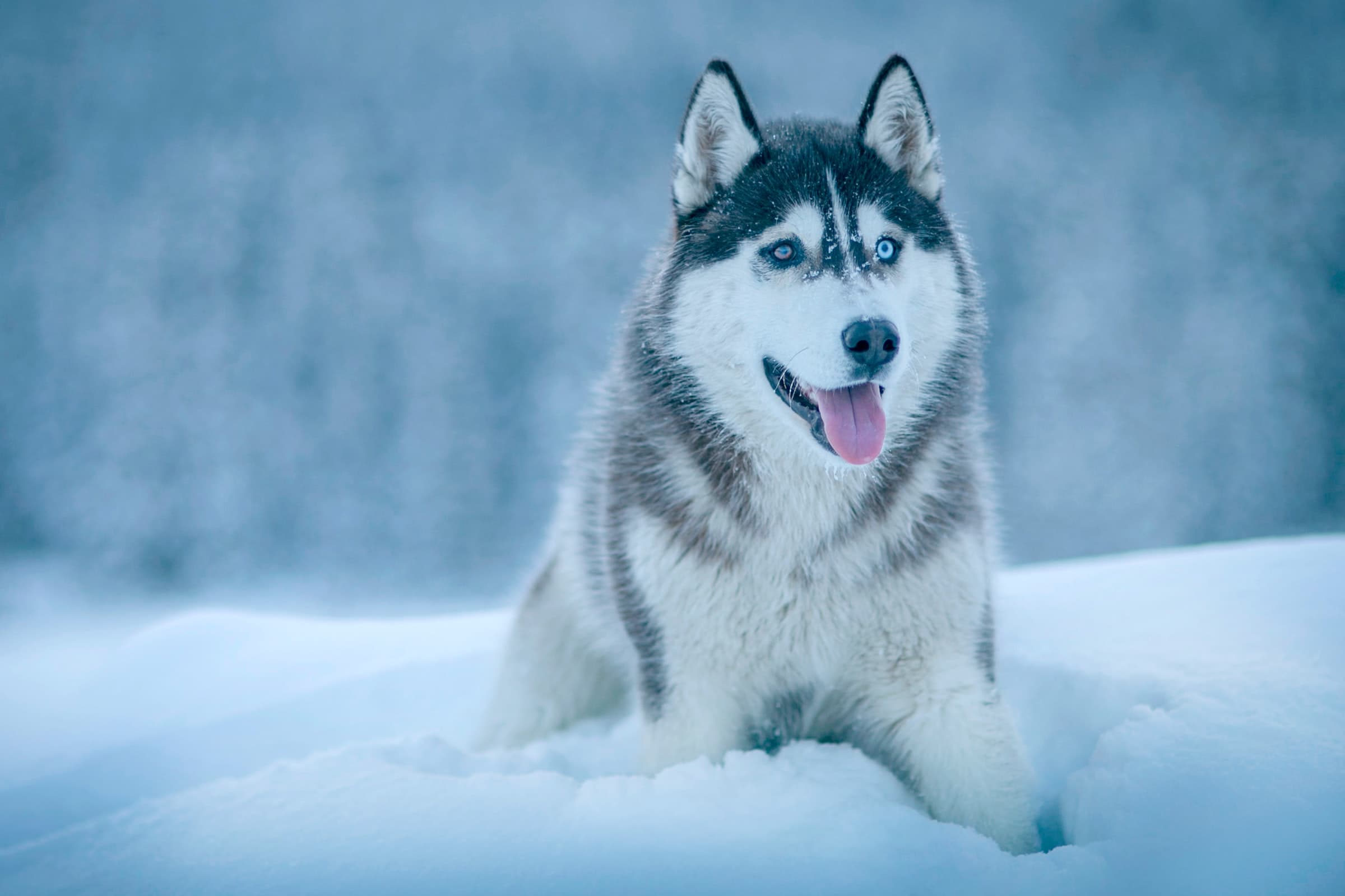 Self-Drive Husky Hundekjøring