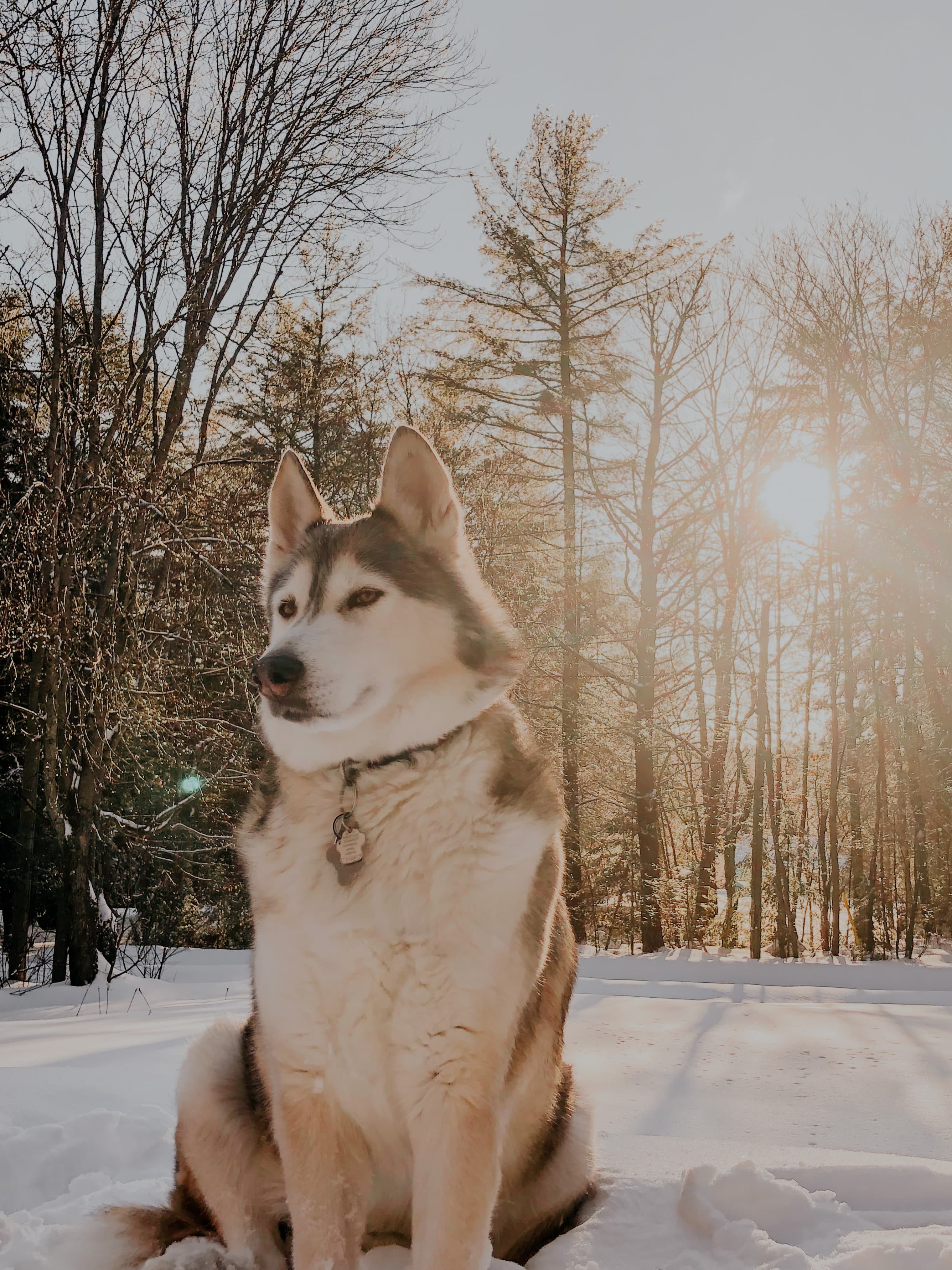 Self-Drive Husky Hundekjøring