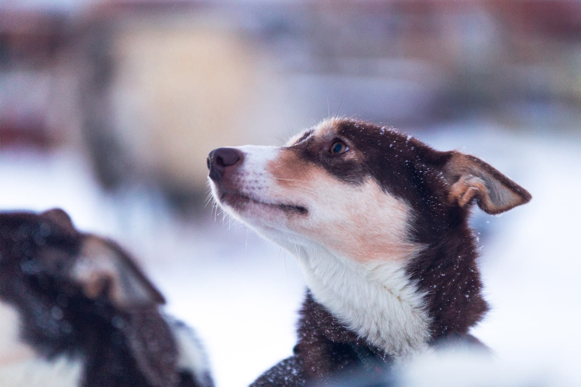 Selvkjørende hundekjøring