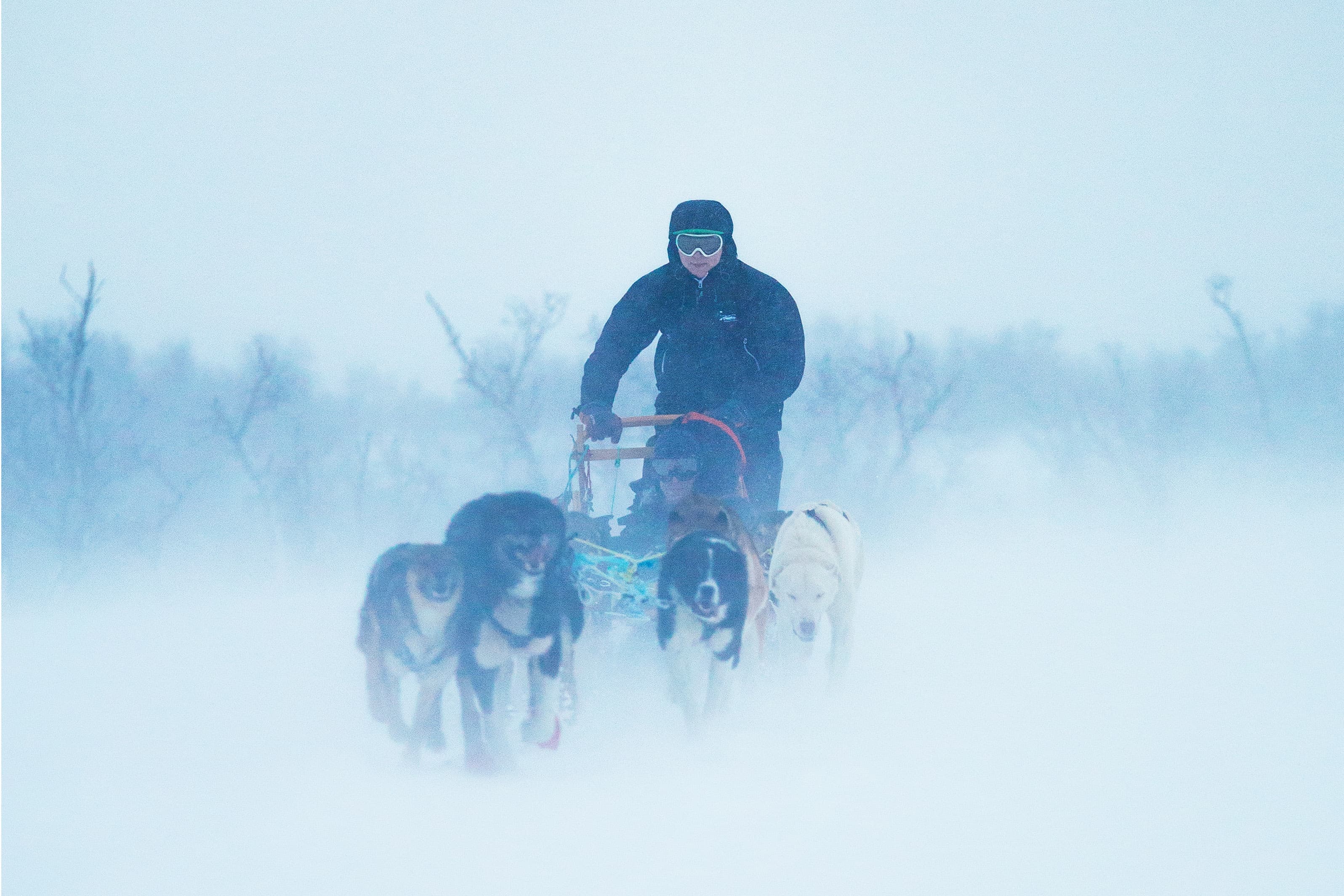 Selvkjørende hundekjøring