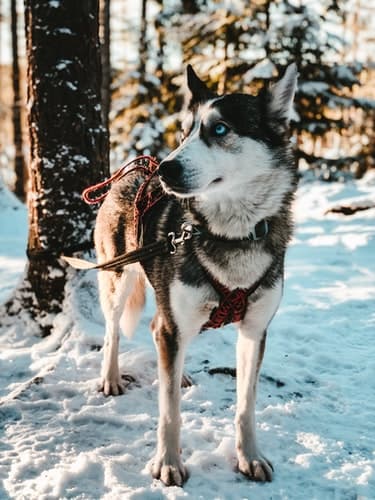 Selvkjørende hundekjøring