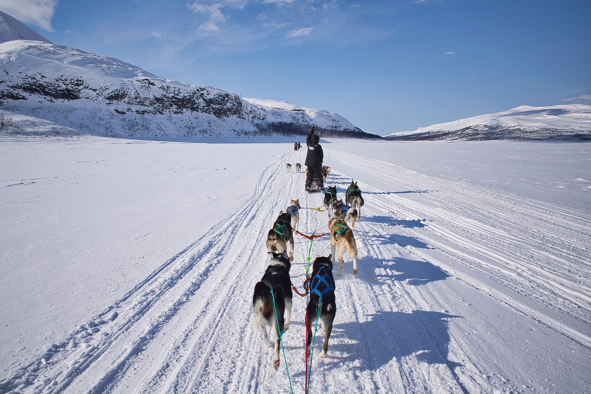 Selvkjørende hundekjøring