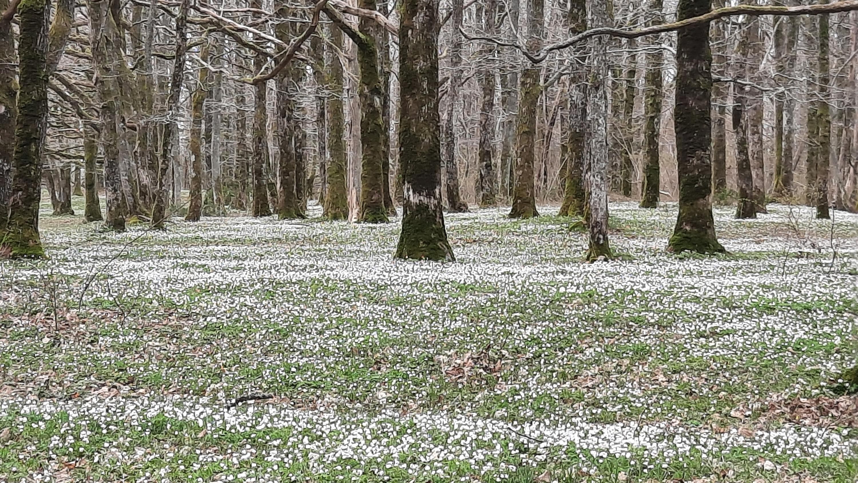Hovedbilde