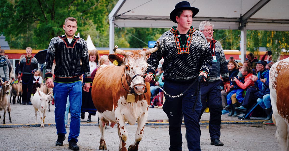 Dyrsku'n- fra kvegmarked til folkefest