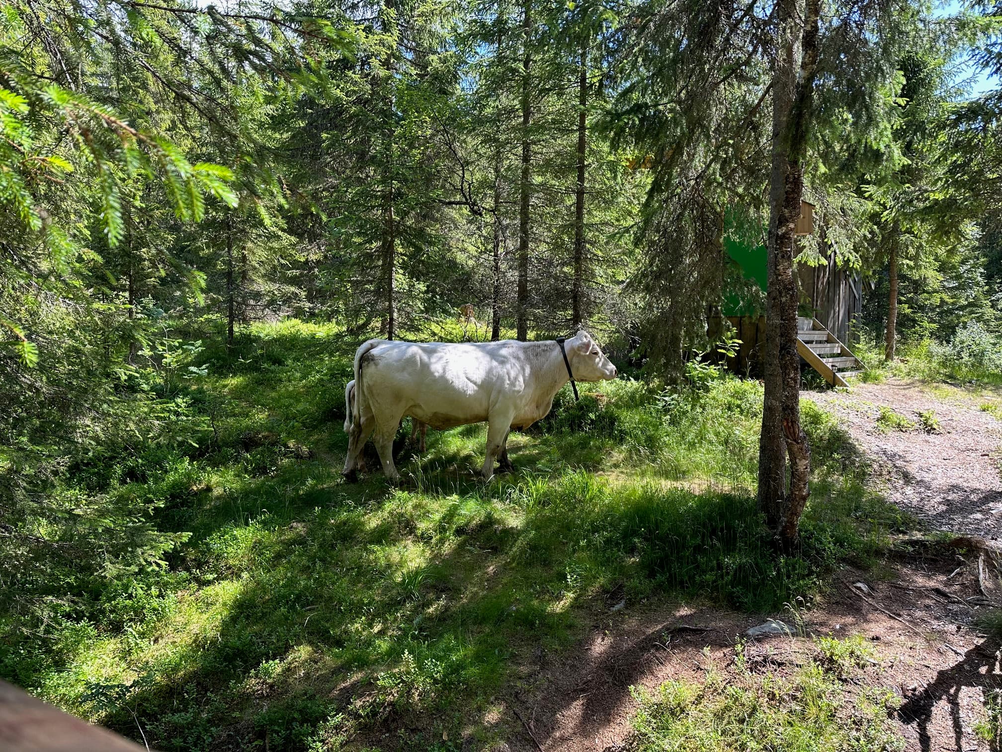 Lårdal Tretopphytter