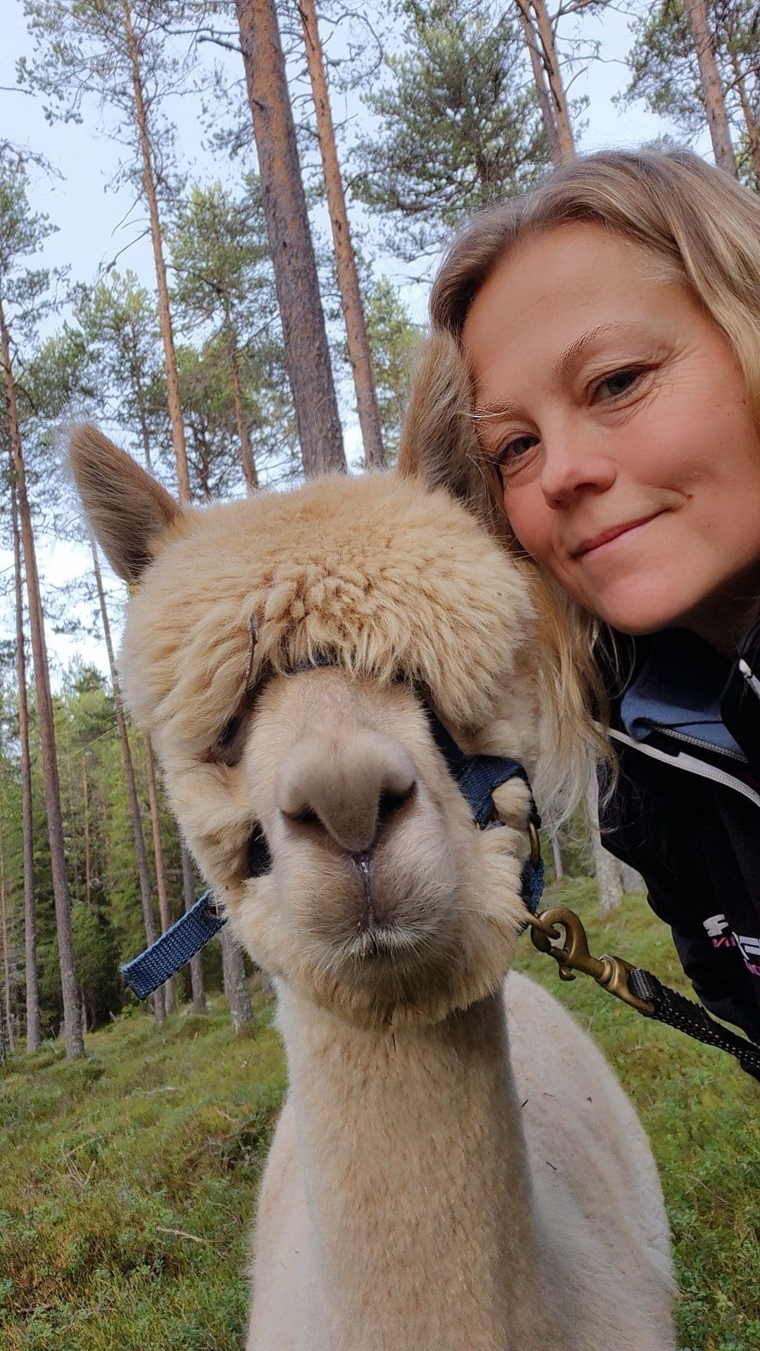 Alpakka-/geite vandring