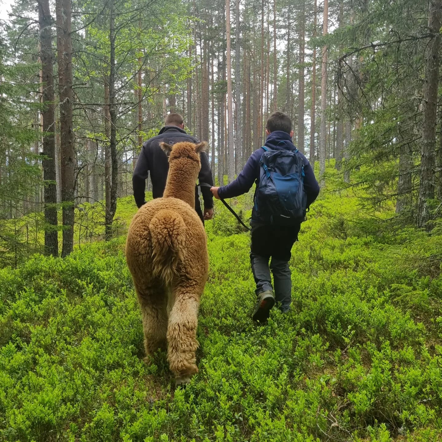 Alpakka-/geite vandring