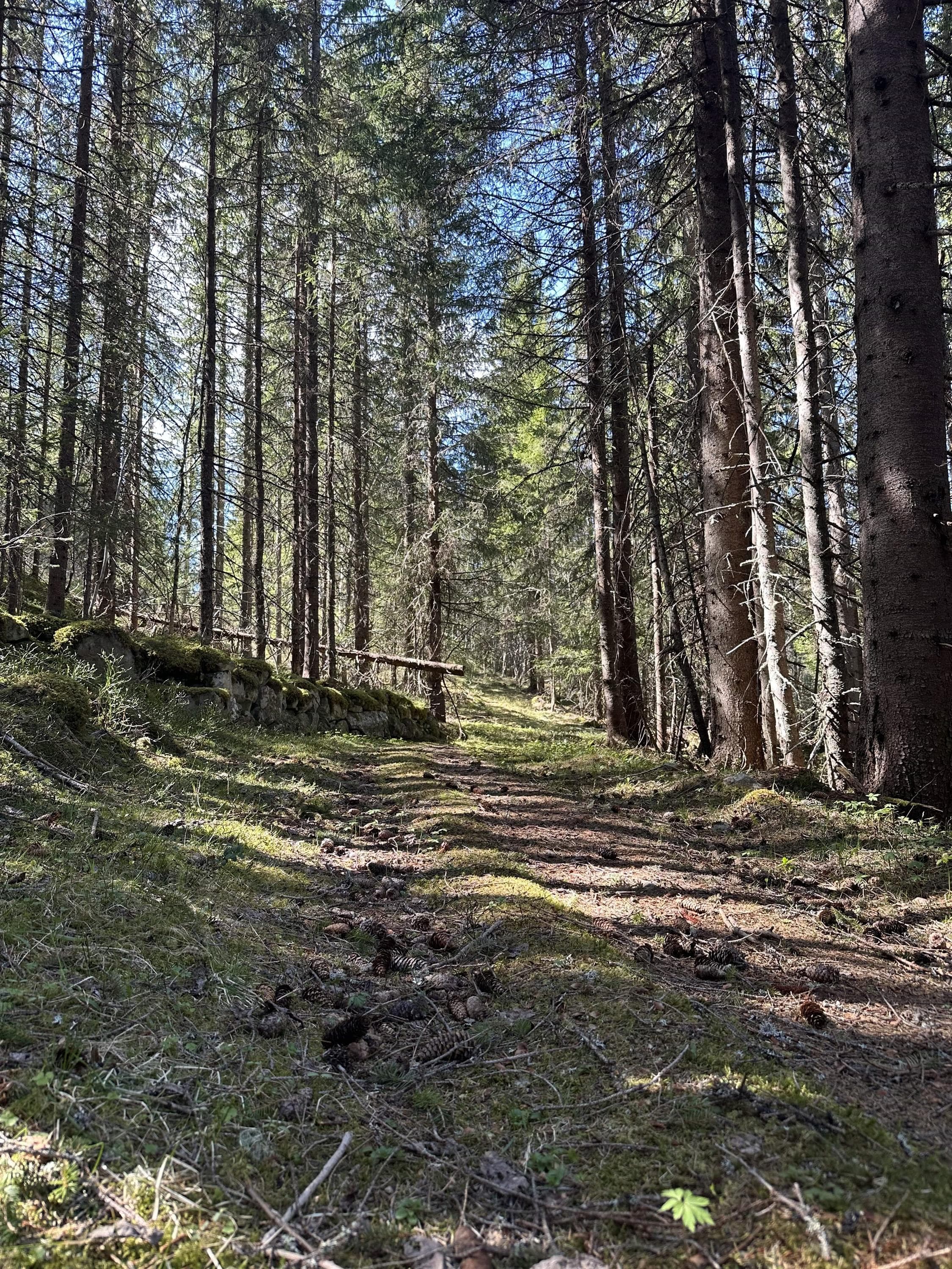 Hovedbilde