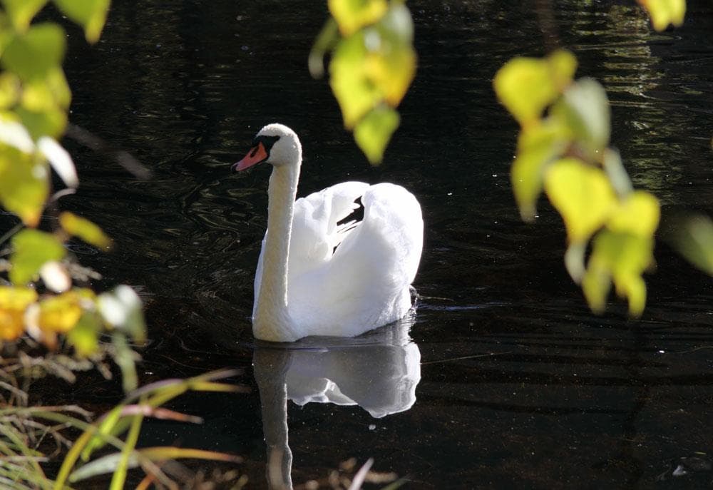 Hovedbilde