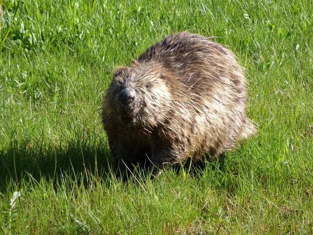 Hovedbilde