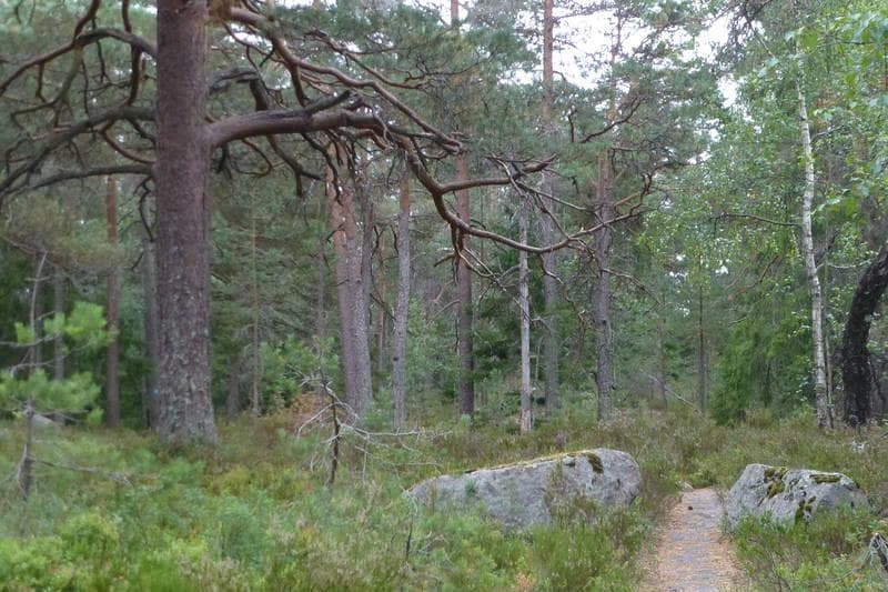 Hovedbilde