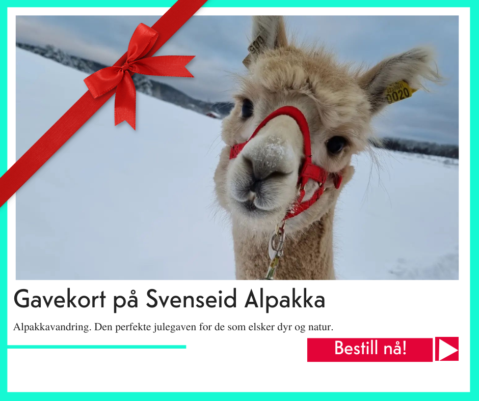 julegavetips Svenseid Alpakka