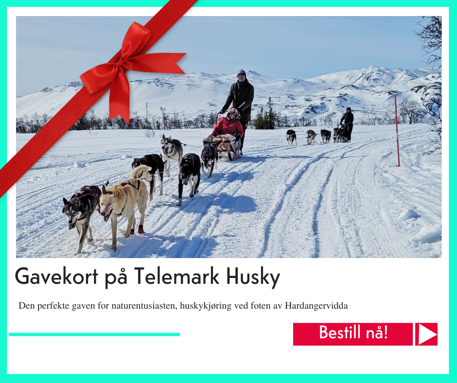 julegavetips Telemark Husky
