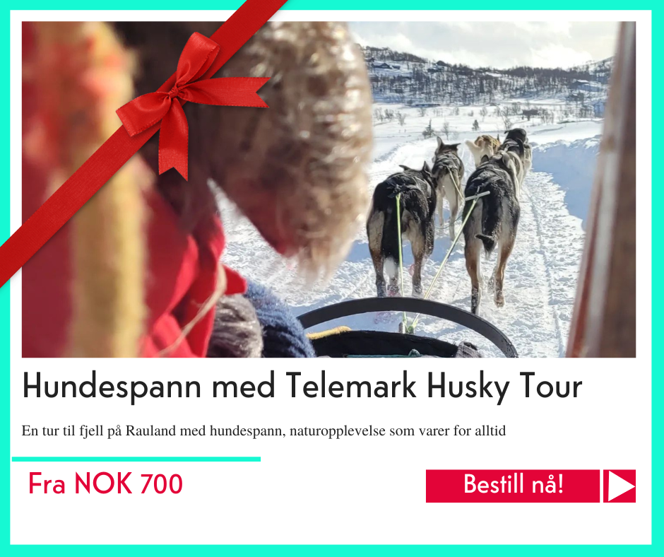 julegavetips 2022 - Telemark Husky