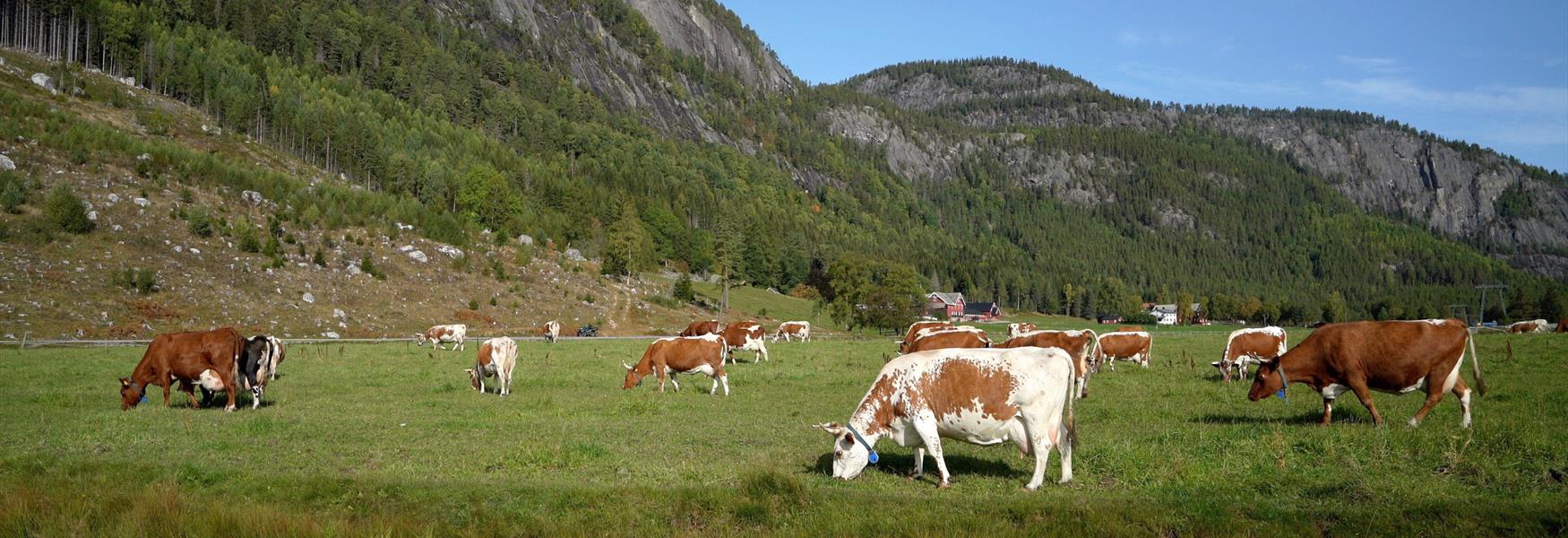 Telemarkskuer