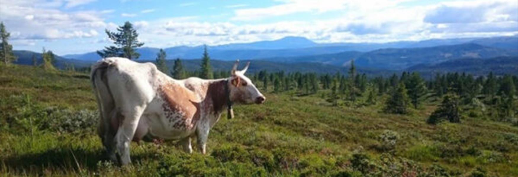 Ku på beite