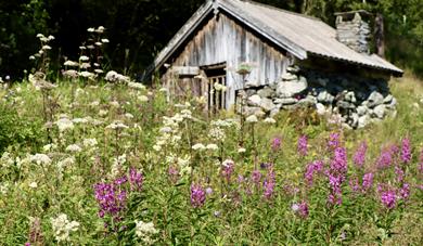 Innføring i lokale, ville nyttevekstar. Eng med blomar på museet i Eidsborg.