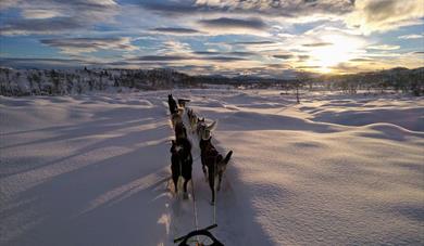 hunder og slede fra Telemark Husky om vinteren