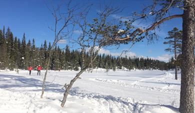 Høydalsmolåmi 2019