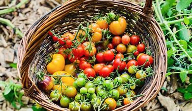 Tomater fra skogshaven i kurv