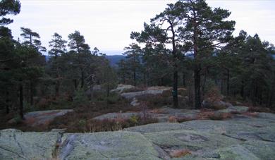 skog og fjell på Hørsfjell