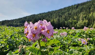potetblomst