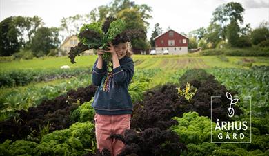 jente bak en bunt grønnsaker i åkeren på århus gård