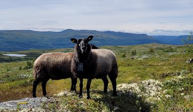 Grå trøndersau på fjellbeite