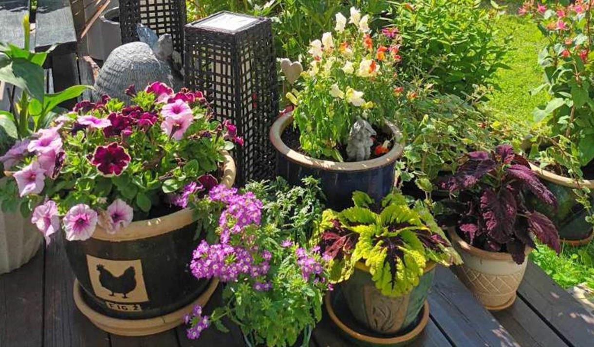 blomster i hagen