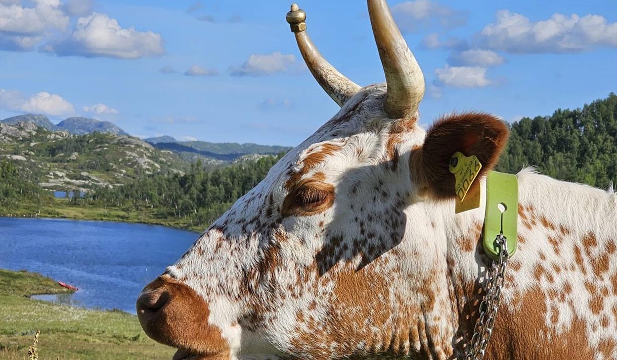 Telemarksku