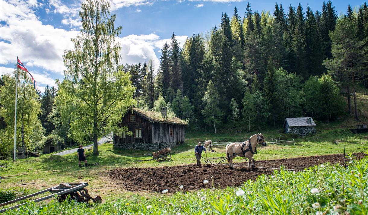 Museumsbonden og hesten hans arbeider på jordet, Vest-Telemark museum Eidsborg.