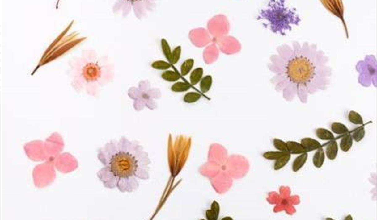 hvit bakgrunn med blomster i rosa. lilla , hvittt med gult i midten og gule strå