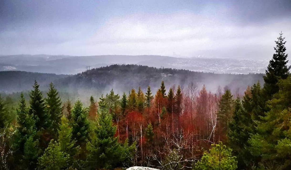 skog på Fjerdingen
