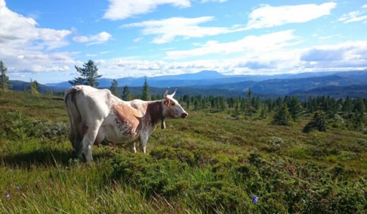 Ku på beite