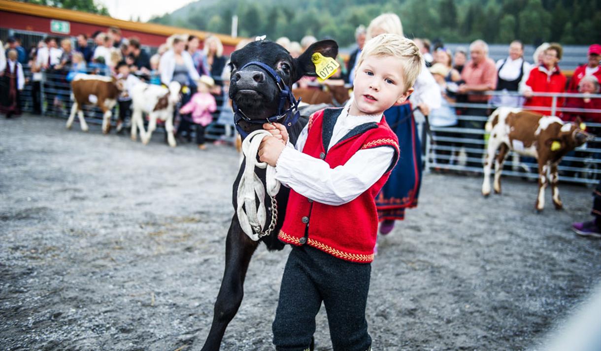 Gutt med kalv på Dyrsku'n