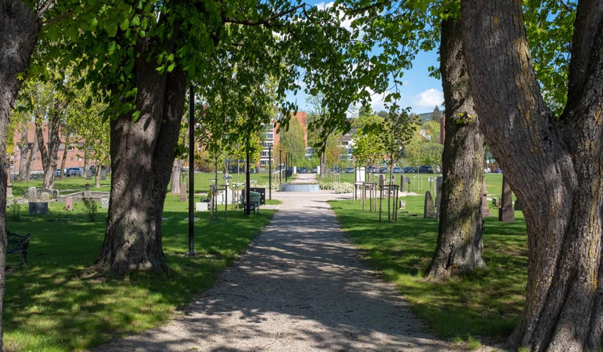 Lie kirkegård imed store flotte trær