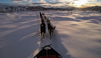 hunder og slede fra Telemark Husky om vinteren