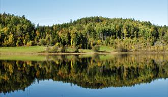 Tyvann