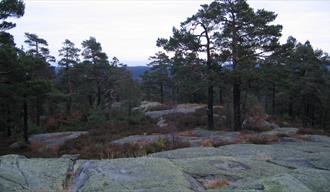 skog og fjell på Hørsfjell
