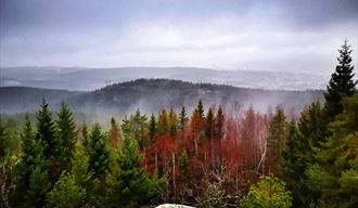 skog på Fjerdingen