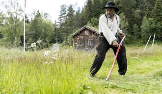 Museumsbonden slår gras med ljå (langorv) på Vest-Telemark museum Eidsborg.