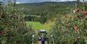 Traktor i frukthage