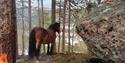 Hesteeventyr