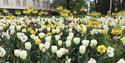Tulips in Brekkeparken in Skien