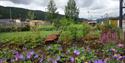 Blomster i hagen