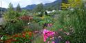 Fargerike blomster i hagen