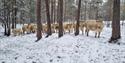 Kyr i skogen på Findal gård