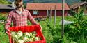mann med blomkål fra Den grønne nabo